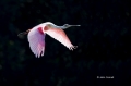 Roseate-Spoonbill;Spoonbill;Ajaia-ajaja;Flying-Bird;action;active;aerodynamic;be